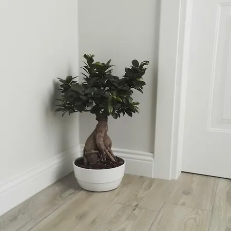 Vicolo Fiore Pensjonat 4*